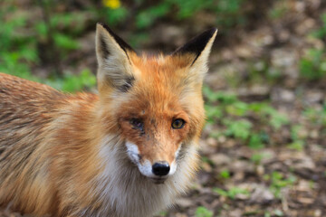 Red cunning fox rogue - one of the most important fur animals, a close-up portrait of a crippled...