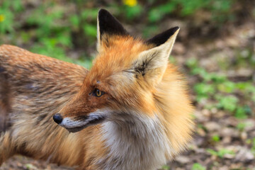 Red cunning fox rogue - one of the most important fur animals, a close-up portrait of a crippled poor one-eyed injured hungry trying to survive a lonely predatory animal in a protected forest.