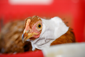 An orange chicken with injuries to its neck and head after a cat attack. A chicken dressed with...