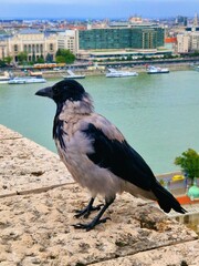 crow on the pier