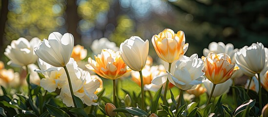 bright spring sunshine, the garden was a colorful display of red and white tulips, blooming and blossoming in all their beautiful beauty, adding a burst of vibrant color to the close-up view of the