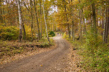 Naklejka premium Wanderweg, Weg, Wandern, Ostseebad Baabe auf der Insel Rügen, Ostsee, Mecklenburg Vorpommern, Deutschland