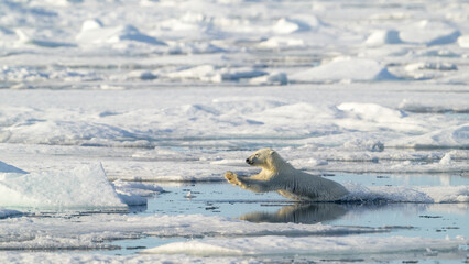 Polar bear cub (Ursus maritimus) on ice, Svalbard, Norway