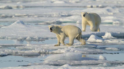 Female Polar bear and cub (Ursus maritimus) on ice, Svalbard, Norway
