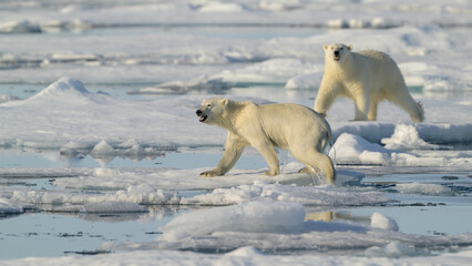 Female Polar bear and cub (Ursus maritimus) on ice, Svalbard, Norway