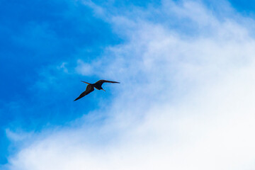 Fototapeta na wymiar Fregat birds flock fly blue sky clouds background in Mexico.