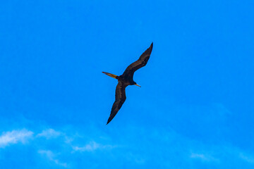 Fregat birds flock fly blue sky clouds background in Mexico.