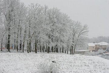 winter snowy rural landscape, frosty day and snow-covered trees.