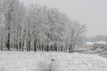 Obraz premium winter snowy rural landscape, frosty day and snow-covered trees.