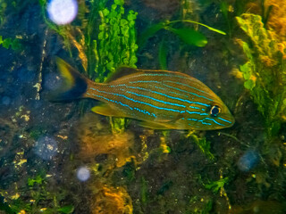 Roncador-de-listra-azul (Haemulon sciurus) | Bluestriped Grunt