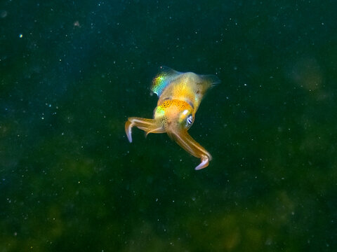 Lula-dos-recifes (Sepioteuthis sepioidea) | Caribbean reef squid