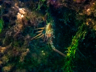 Naklejka na ściany i meble Lagosta-espinhosa (Panulirus argus) | Caribbean Spiny Lobster