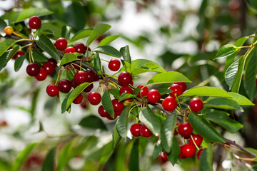 Sour cherries in the summer of 2023 in Romania
