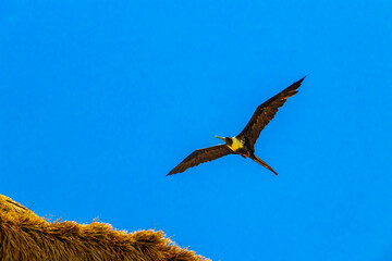 Fregat birds flock fly blue sky clouds background in Mexico.