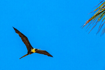 Fregat birds flock fly blue sky clouds background in Mexico.