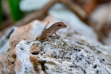 Lagarto-caribenho (Anolis sagrei) | Brown Anole