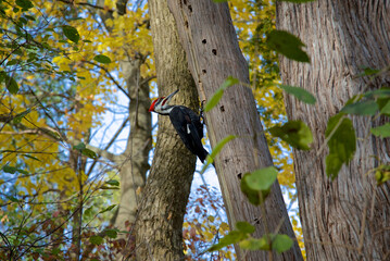Woodpecker is digging his nest, Ontario, Canada