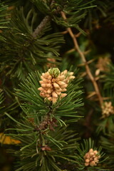 fir buds, pine woodland, pine cone, pine tree,