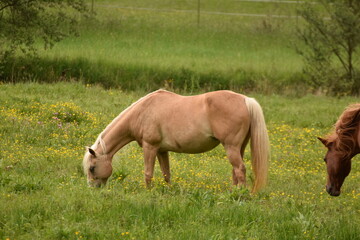 Naklejka na ściany i meble a brown horse on a pasture in Germany