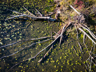 Aerial view of dead tree lying on the bottom of Savica lake bottom, broken during heavy storm winds on the outskirts of Zagreb city, Croatia