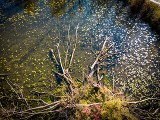 Aerial view of dead tree lying on the bottom of Savica lake bottom, broken during heavy storm winds on the outskirts of Zagreb city, Croatia