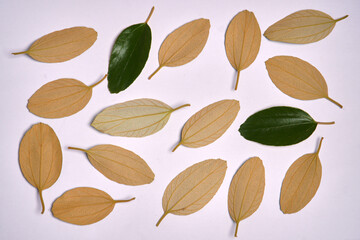 The leaves of the Ziziphus mauritiana plant are picked and arranged randomly to form a pattern