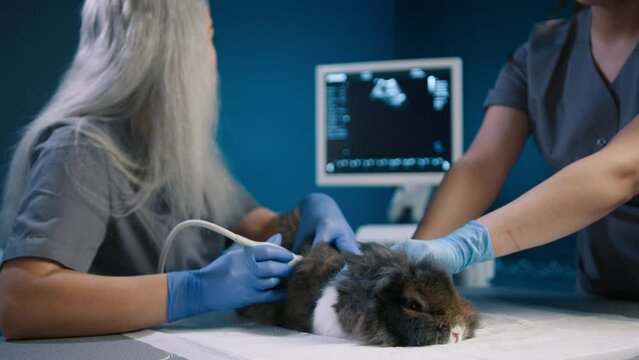 Bunny care, healthy animals concept 4K. Two female veterinarians checking rabbit on vet table in blue cabinet. Woman making ultrasound scanning hare. Slow motion dolly shot of professional vet clinic