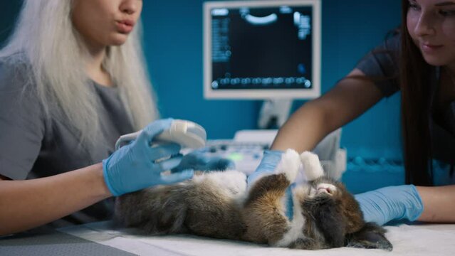 Closeup veterinarians checking bunny rabbit on vet table in blue cabinet. Woman making ultrasound scanning hare. Slow motion dolly shot of professional vet clinic. Bunny care. healthy animals concept