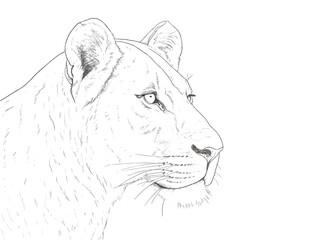 A Drawing Of A Lion - Portrait of a big young female African lion.