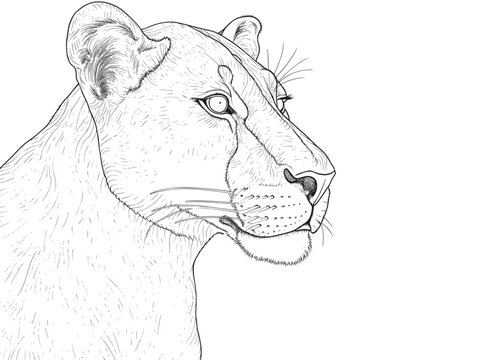 A Drawing Of A Lion - Portrait of a big young female African lion.
