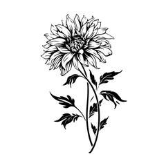 Elegant Aster Flower Vector Illustration
