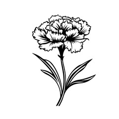  Delicate Carnation Flower Vector Illustration