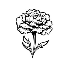  Delicate Carnation Flower Vector Illustration