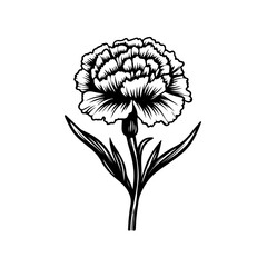  Delicate Carnation Flower Vector Illustration