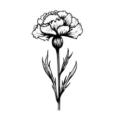  Delicate Carnation Flower Vector Illustration