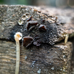 Fungus grows on old wood