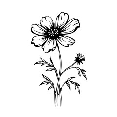 Ethereal Cosmos Flower Vector Illustration