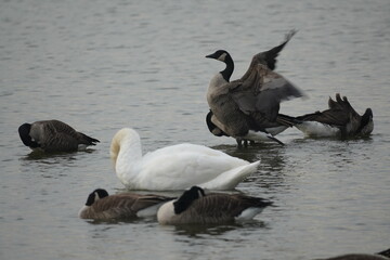 swan and birds and ducks in the lake