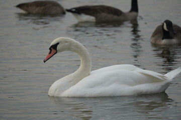 Fototapeta premium swan and birds and ducks in the lake