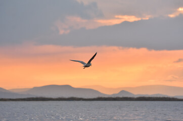 Fototapeta na wymiar Seagulls flying with open wings on a sea at cloudy sunset