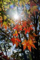 木漏れ日で光り輝く紅葉