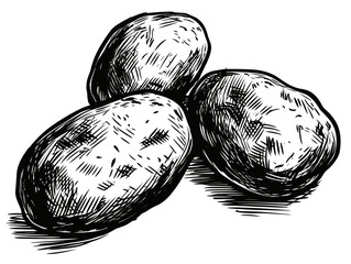 A Group Of Potatoes - Three potatoes isolate on a white background.