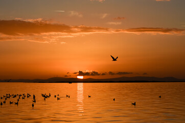 Sunset on a sea.  Seagulls flying and swimming on the sea, silhouette