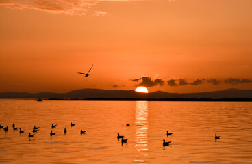 Sunset on a sea.  Seagulls flying and swimming on the sea, silhouette