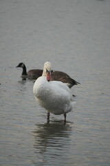 swan and birds and ducks in the lake