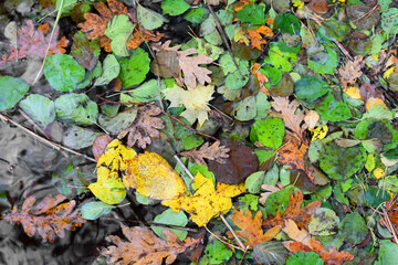 Autumn colours  of season - 680312528