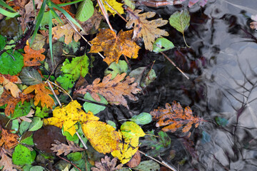 Autumn colours  of season - 680312535