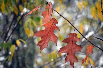 Autumn colours  of season - 680312774