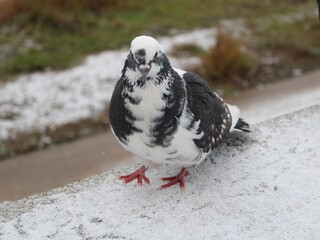 Beautiful pigeon on the snow