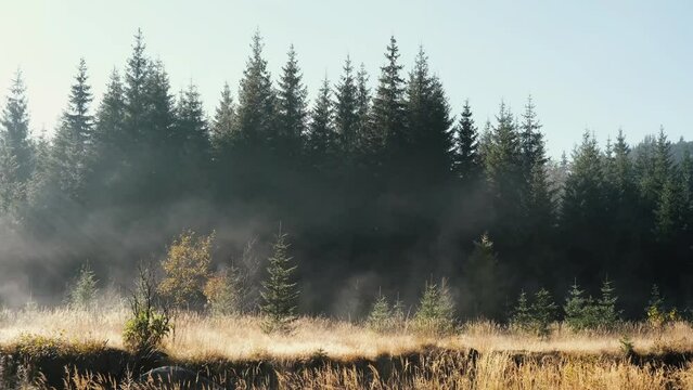 Beautiful nature of Carpathian mountains with coniferous forest in the morning fog and mountain lake